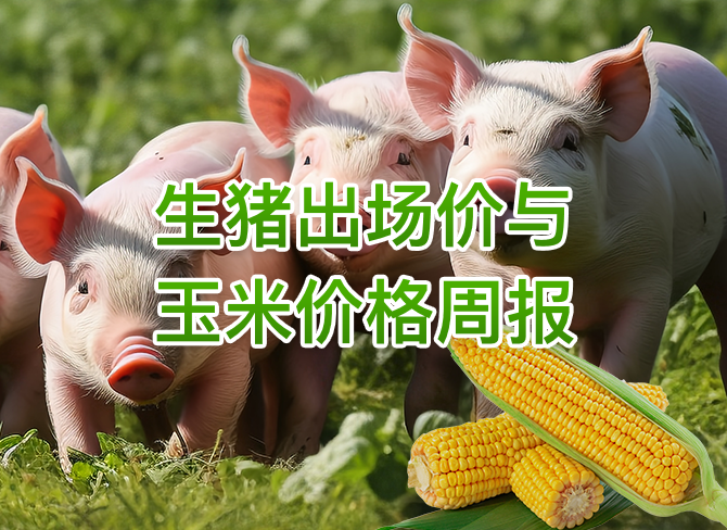 生猪出场价与玉米价格周报